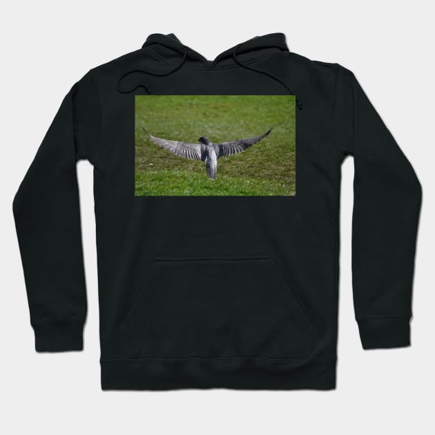 A Peregrine's wingspan Hoodie by declancarr